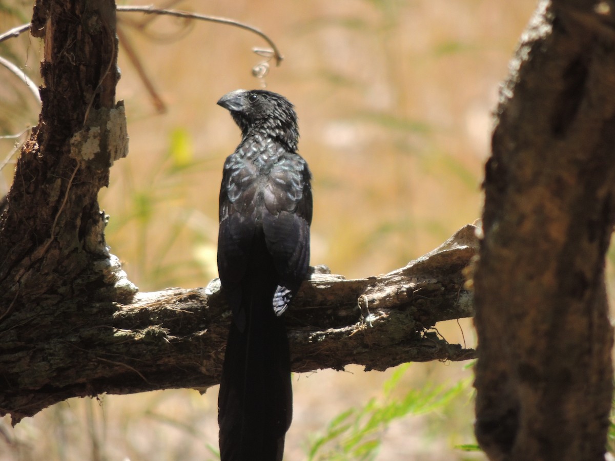 Groove-billed Ani - Roger Lambert