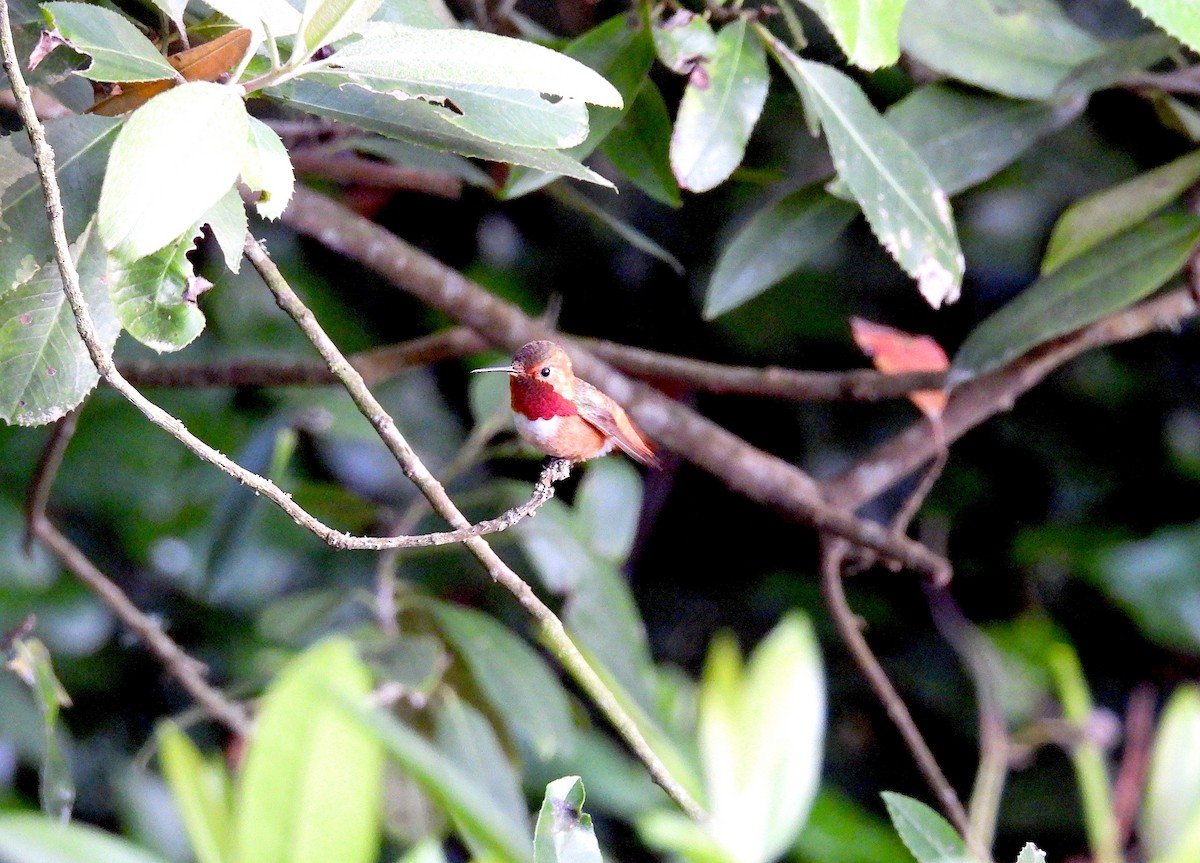 Allen's Hummingbird - Travis  Smith