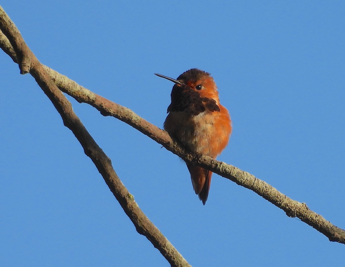 Allen's Hummingbird - Travis  Smith