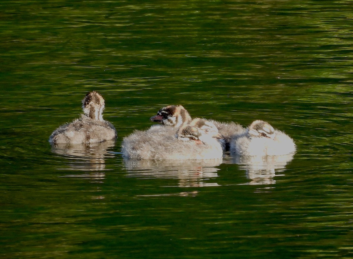 Pied-billed Grebe - Travis  Smith