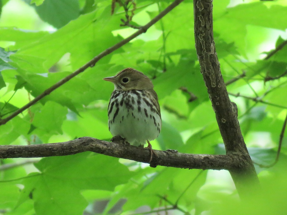 Ovenbird - Christine W.