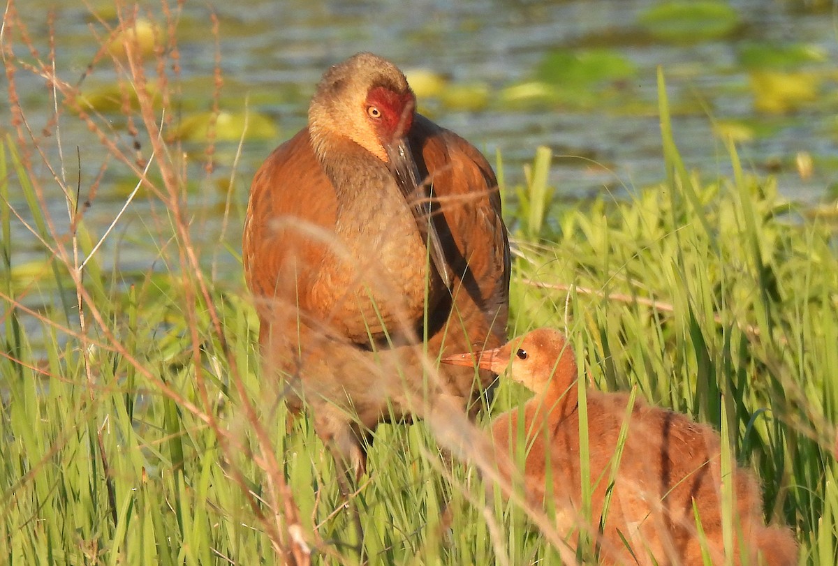 Sandhill Crane - Tracy W  🐦