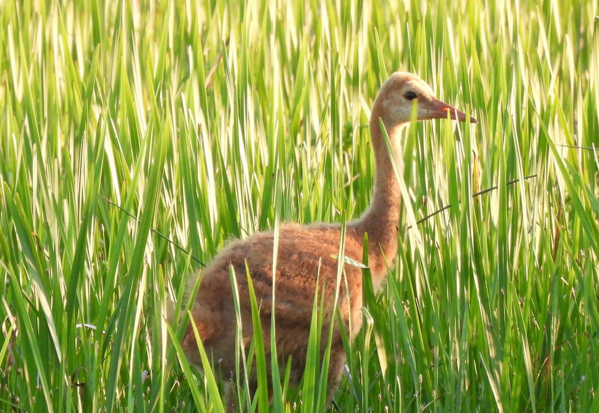 Sandhill Crane - Tracy W  🐦