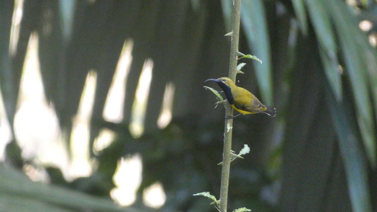 Sahul Sunbird - Morgan Pickering