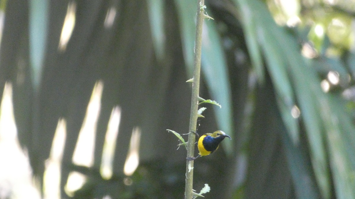 Sahul Sunbird - Morgan Pickering