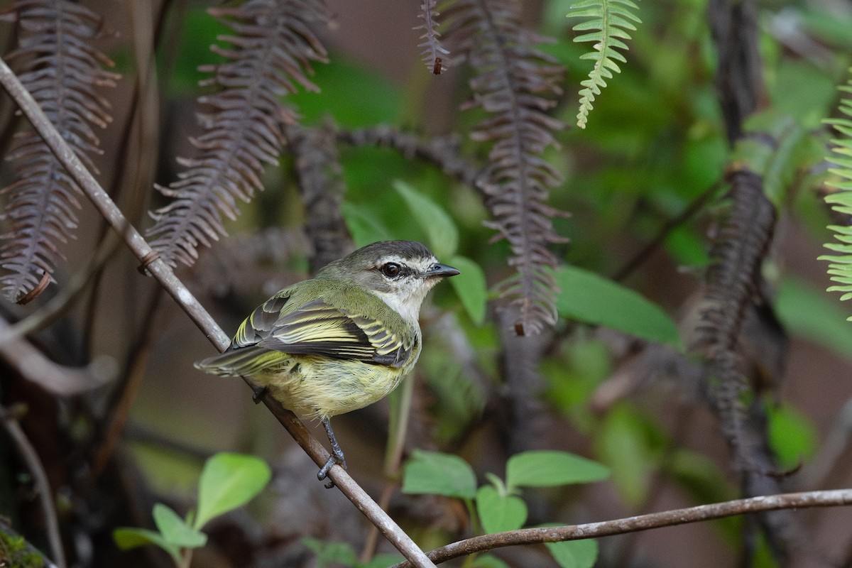 Spectacled Tyrannulet - Steve Heinl