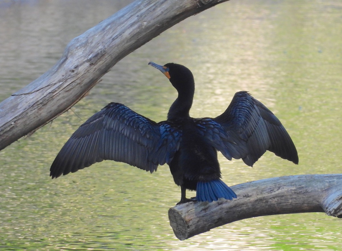 Double-crested Cormorant - Travis  Smith