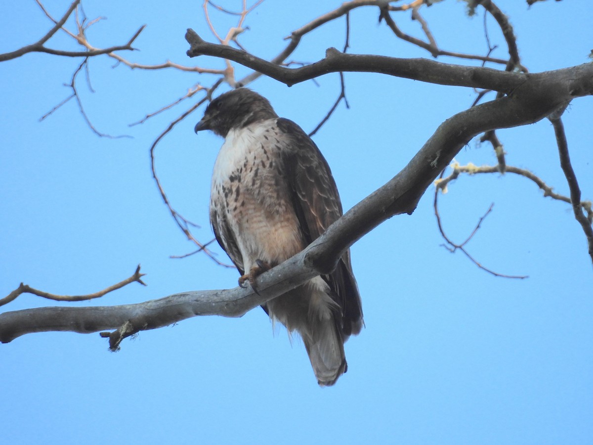 Red-tailed Hawk - Travis  Smith