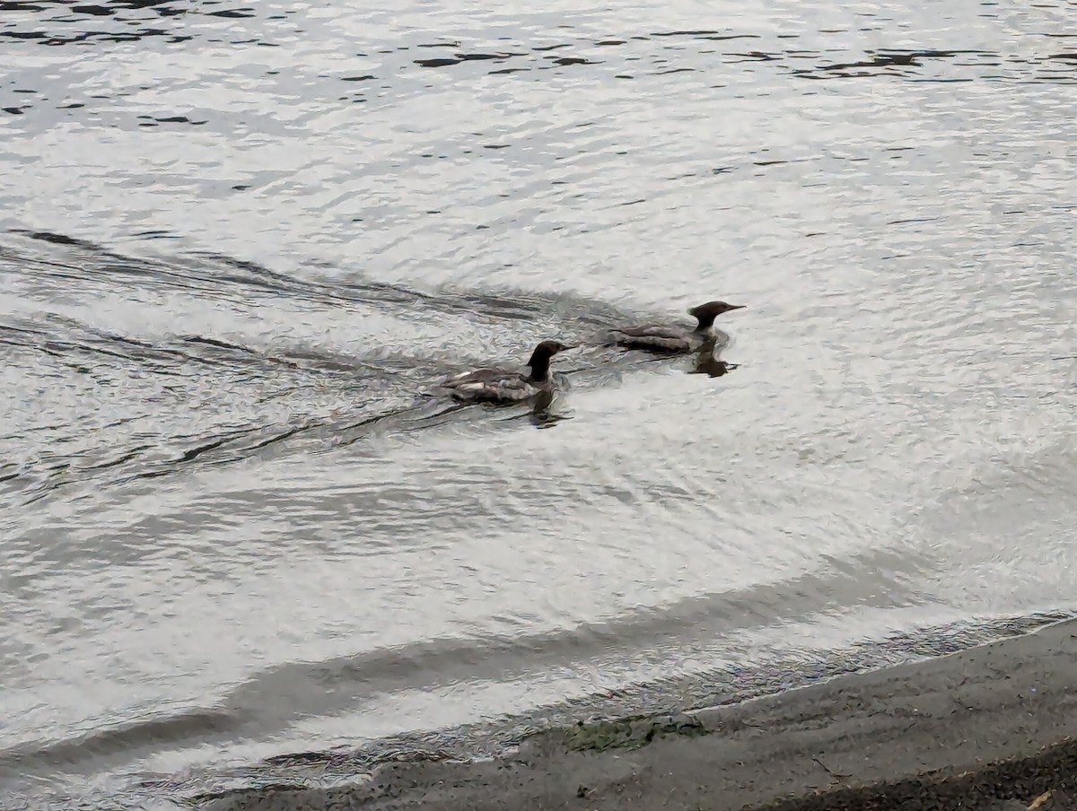 Common Merganser - William Hateley