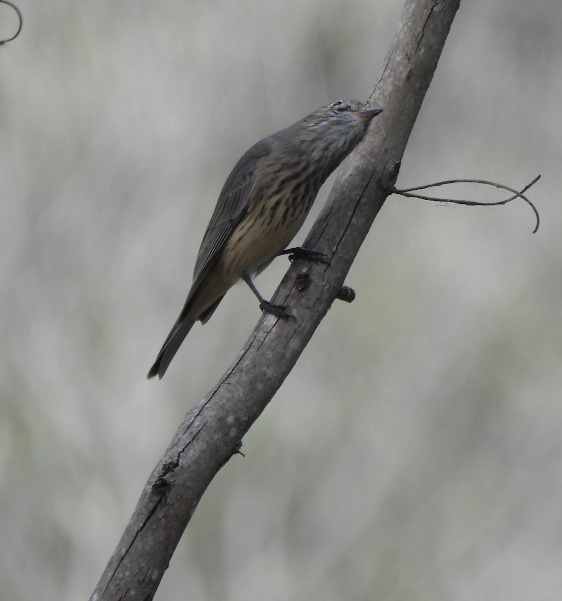 Rufous Whistler - Maylene McLeod