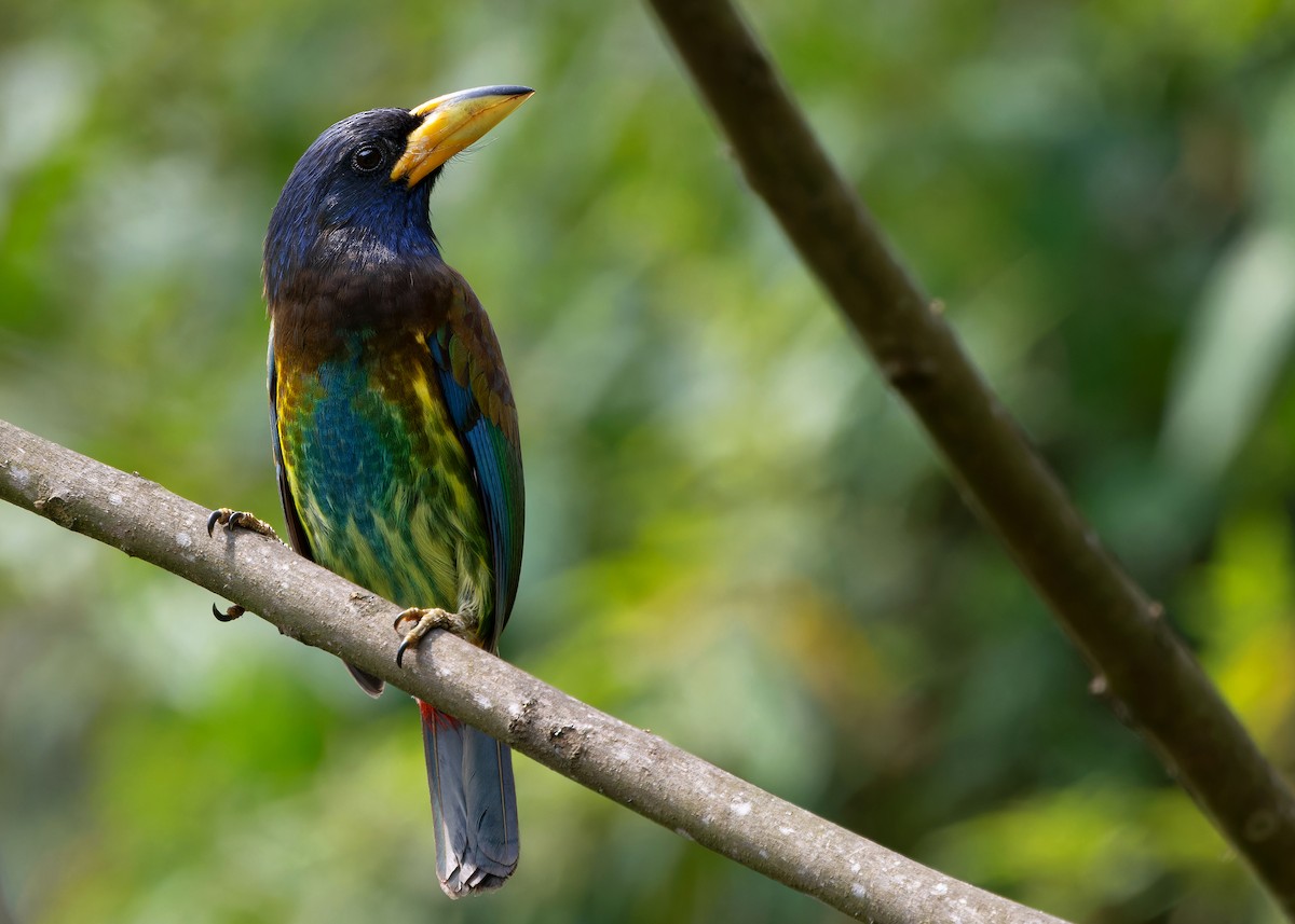 Great Barbet - Ayuwat Jearwattanakanok