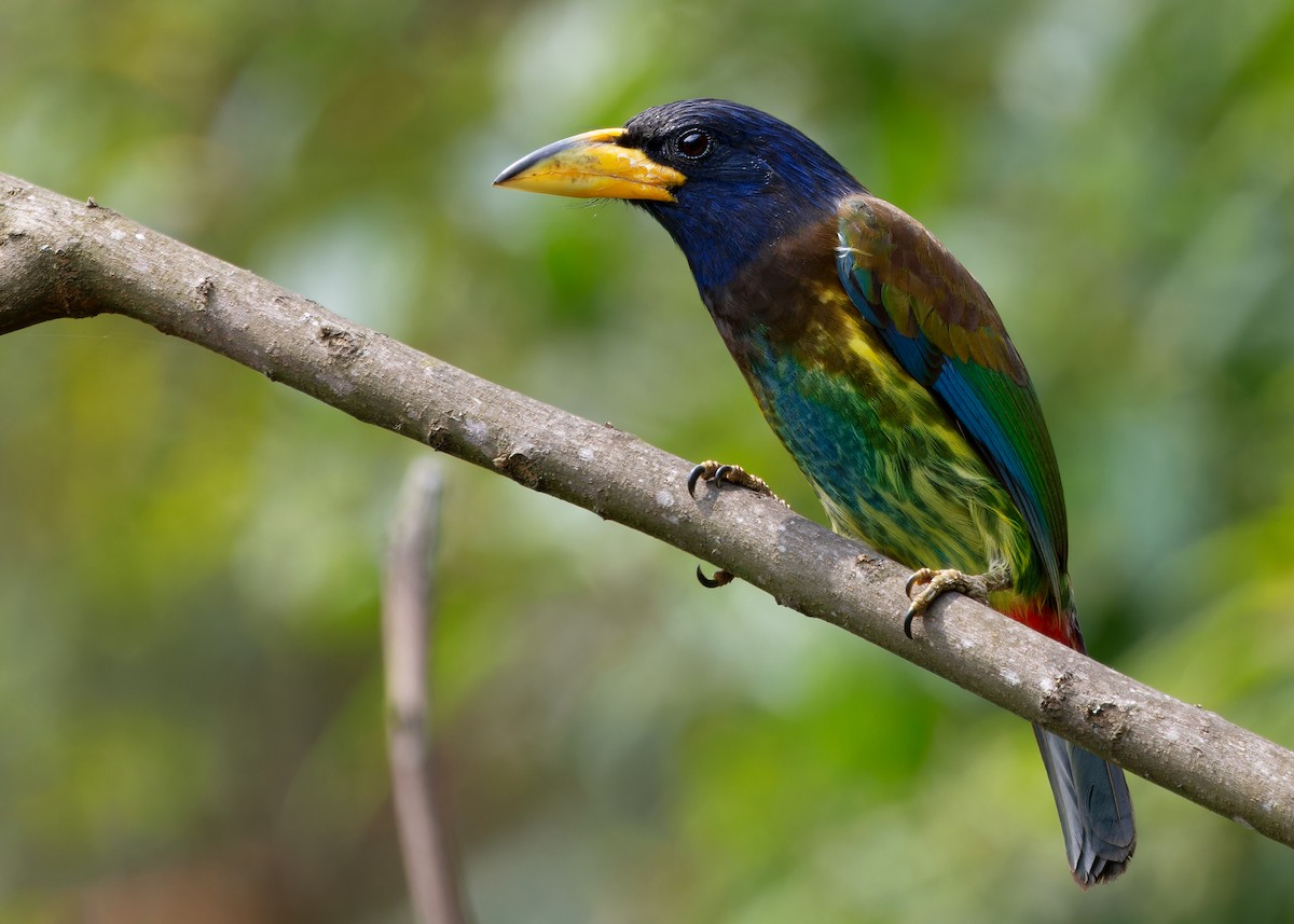 Great Barbet - Ayuwat Jearwattanakanok