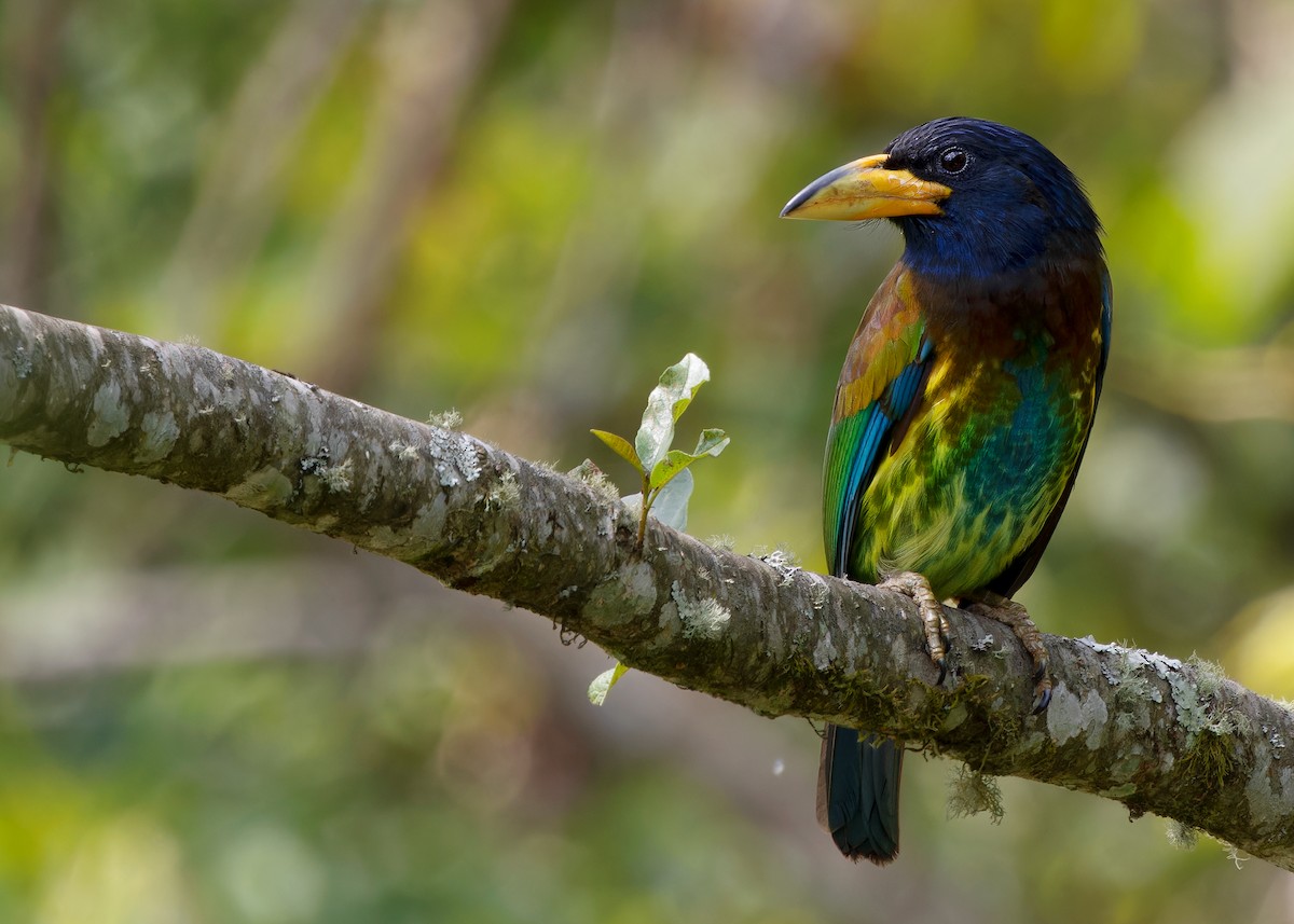 Great Barbet - Ayuwat Jearwattanakanok