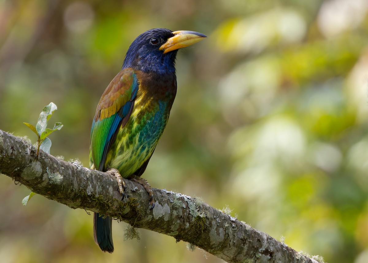 Great Barbet - Ayuwat Jearwattanakanok