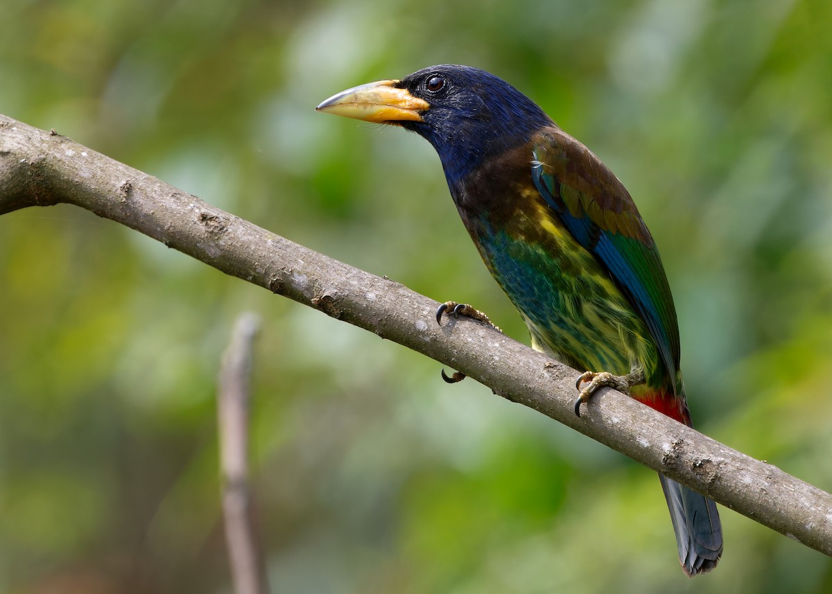 Great Barbet - Ayuwat Jearwattanakanok