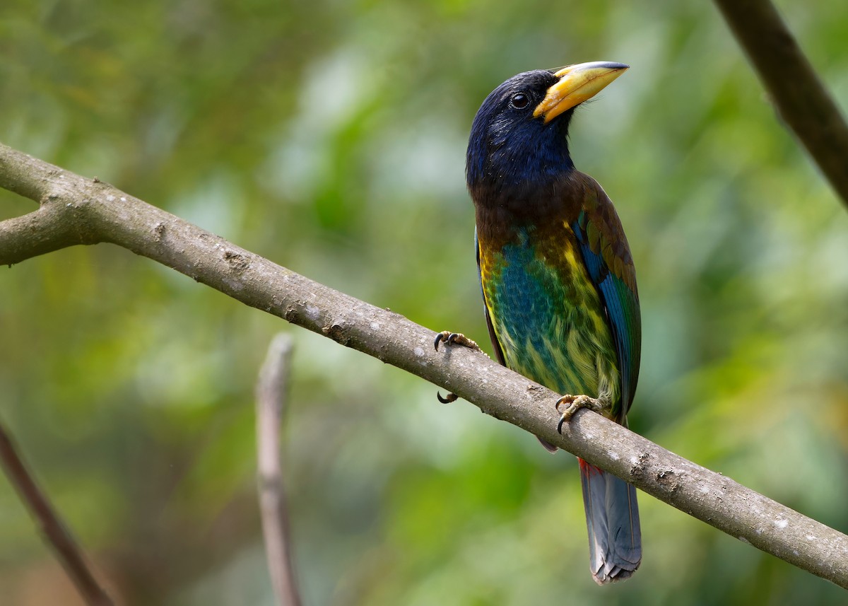 Great Barbet - Ayuwat Jearwattanakanok