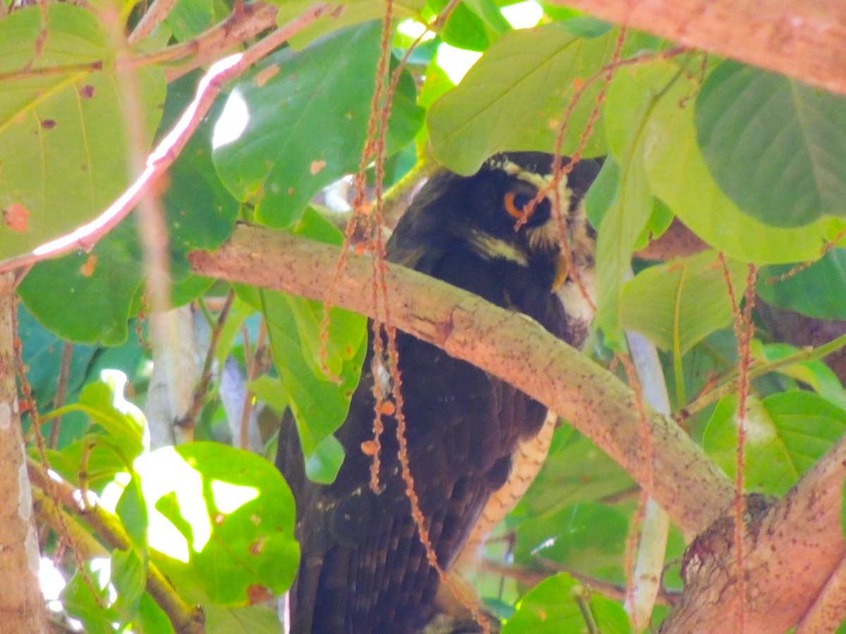 Spectacled Owl - Roger Lambert