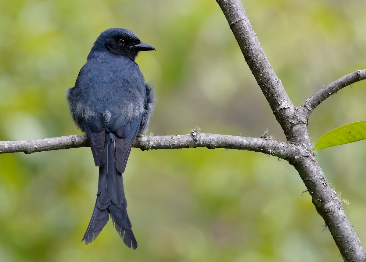 Ashy Drongo - Ayuwat Jearwattanakanok