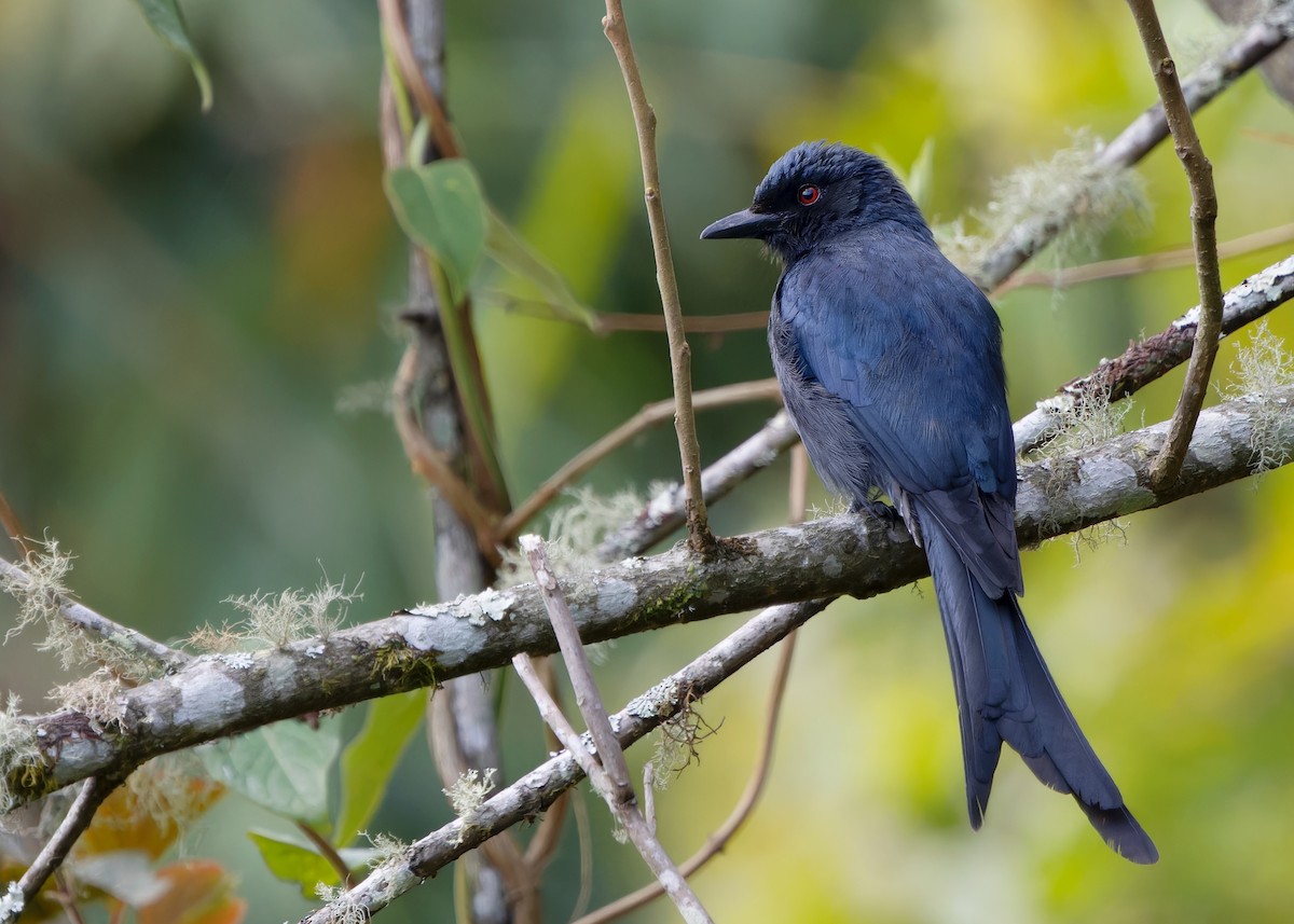 Ashy Drongo - Ayuwat Jearwattanakanok