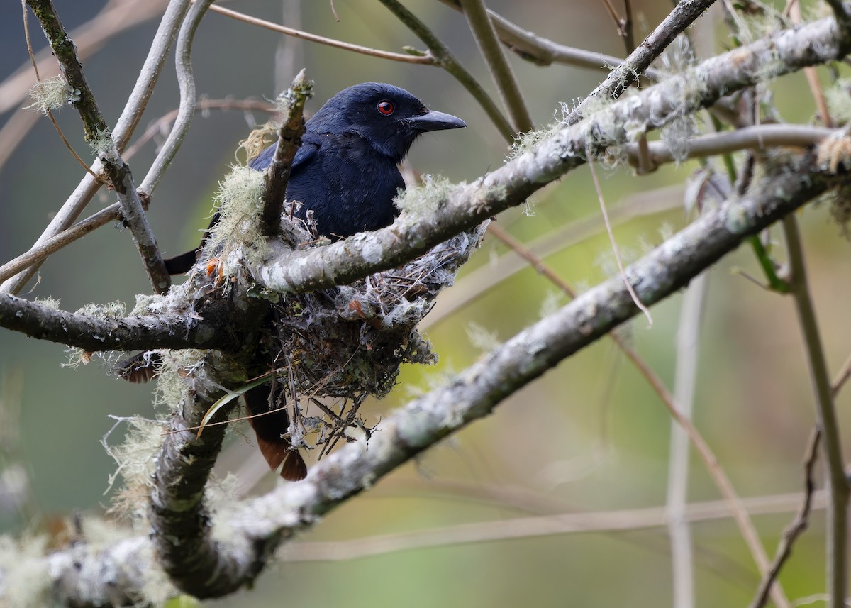 Ashy Drongo - Ayuwat Jearwattanakanok