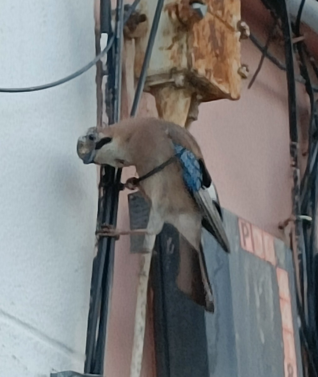 Eurasian Jay - João Figueiredo