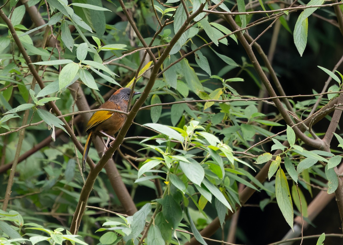 Chestnut-crowned Laughingthrush - Ayuwat Jearwattanakanok