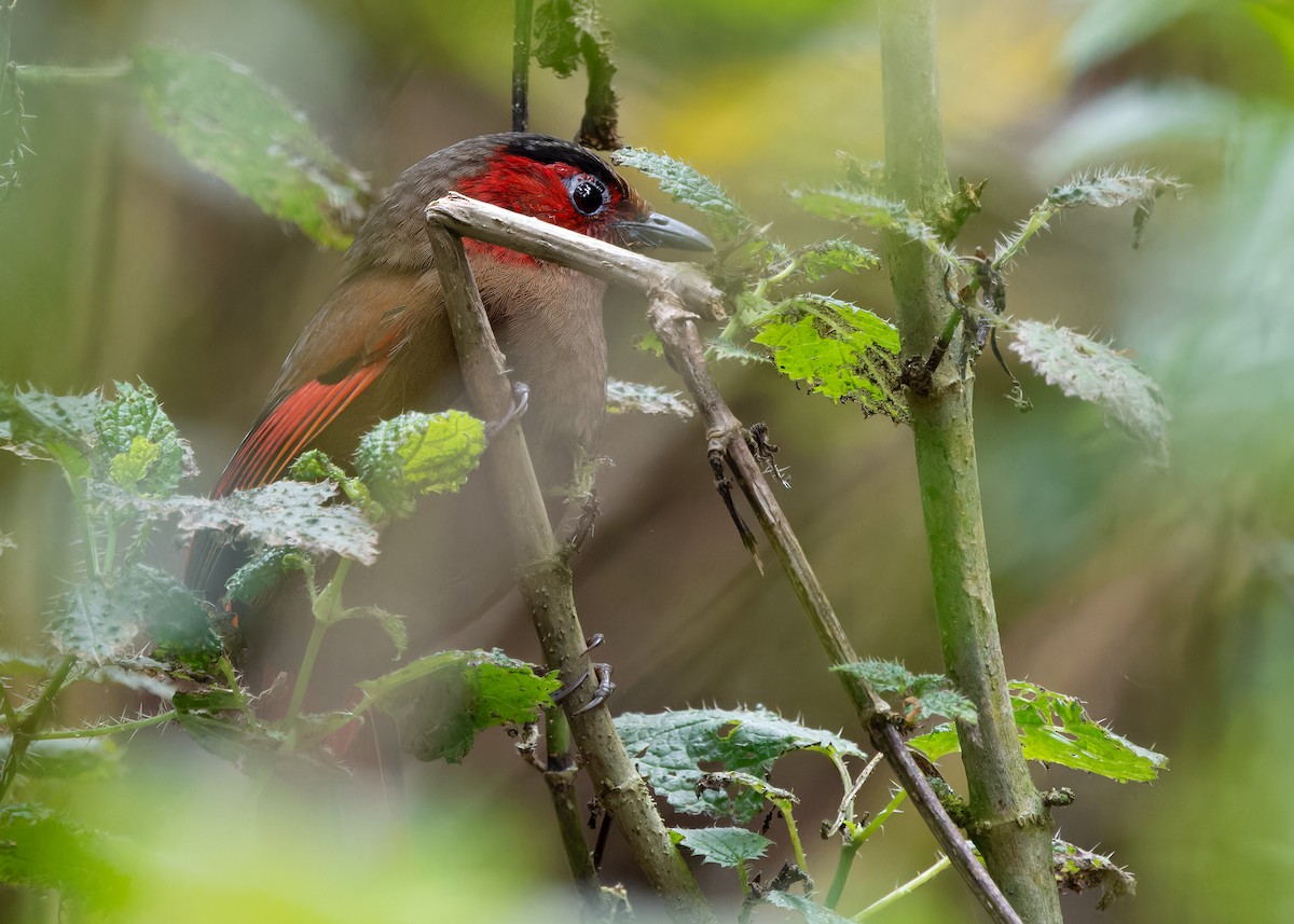 Red-faced Liocichla - ML619476016