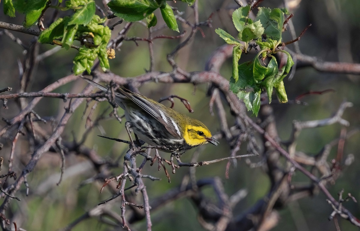 Black-throated Green Warbler - Timo Mitzen