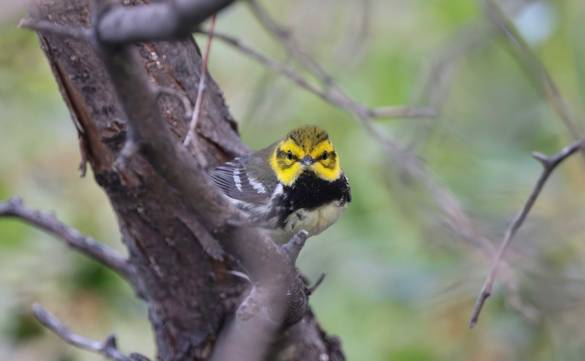 Black-throated Green Warbler - Timo Mitzen