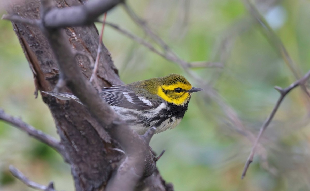 Black-throated Green Warbler - Timo Mitzen