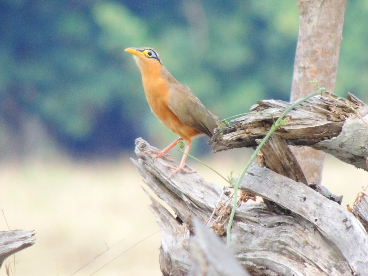 Lesser Ground-Cuckoo - Roger Lambert