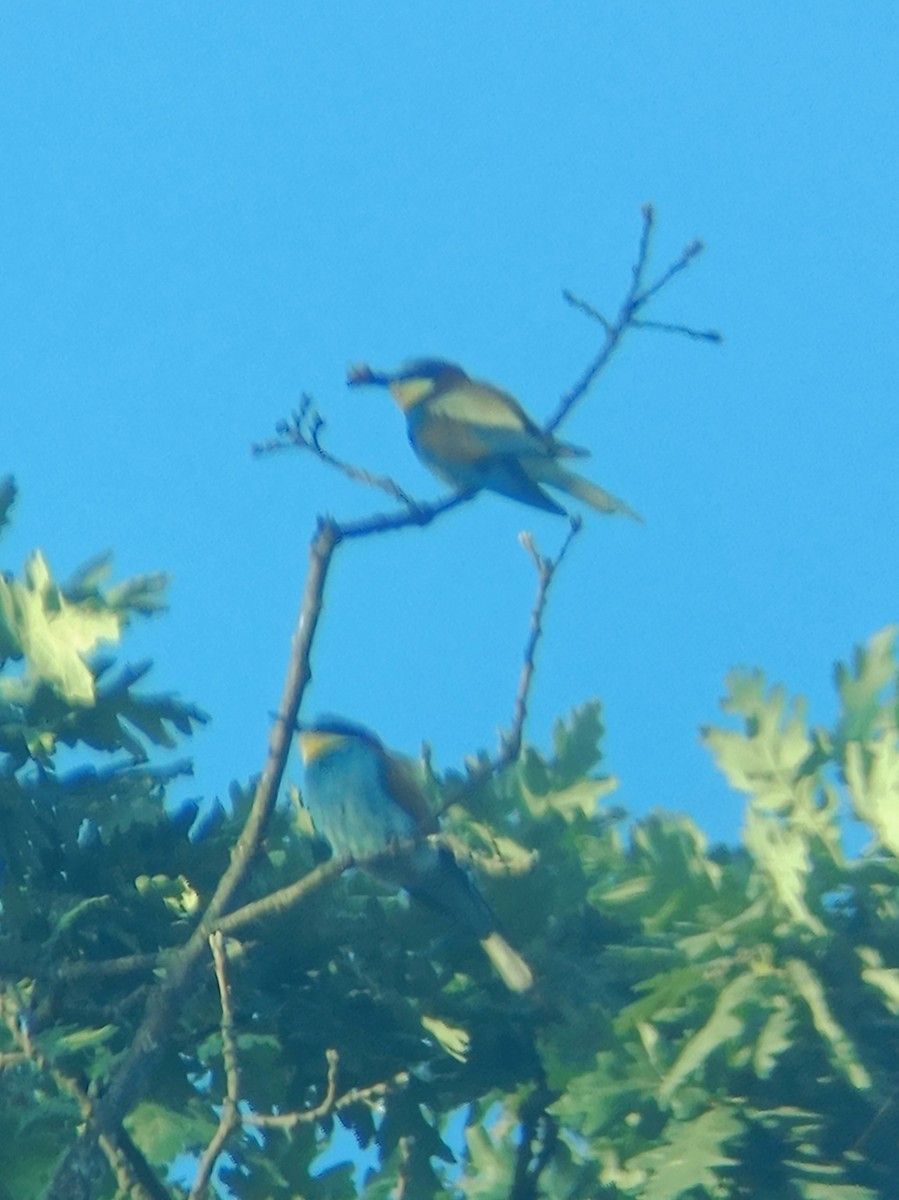 European Bee-eater - João Figueiredo
