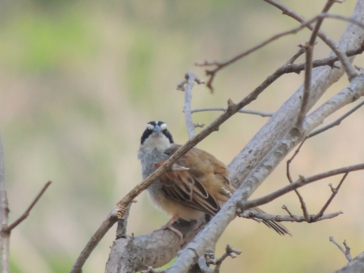 Stripe-headed Sparrow - Roger Lambert