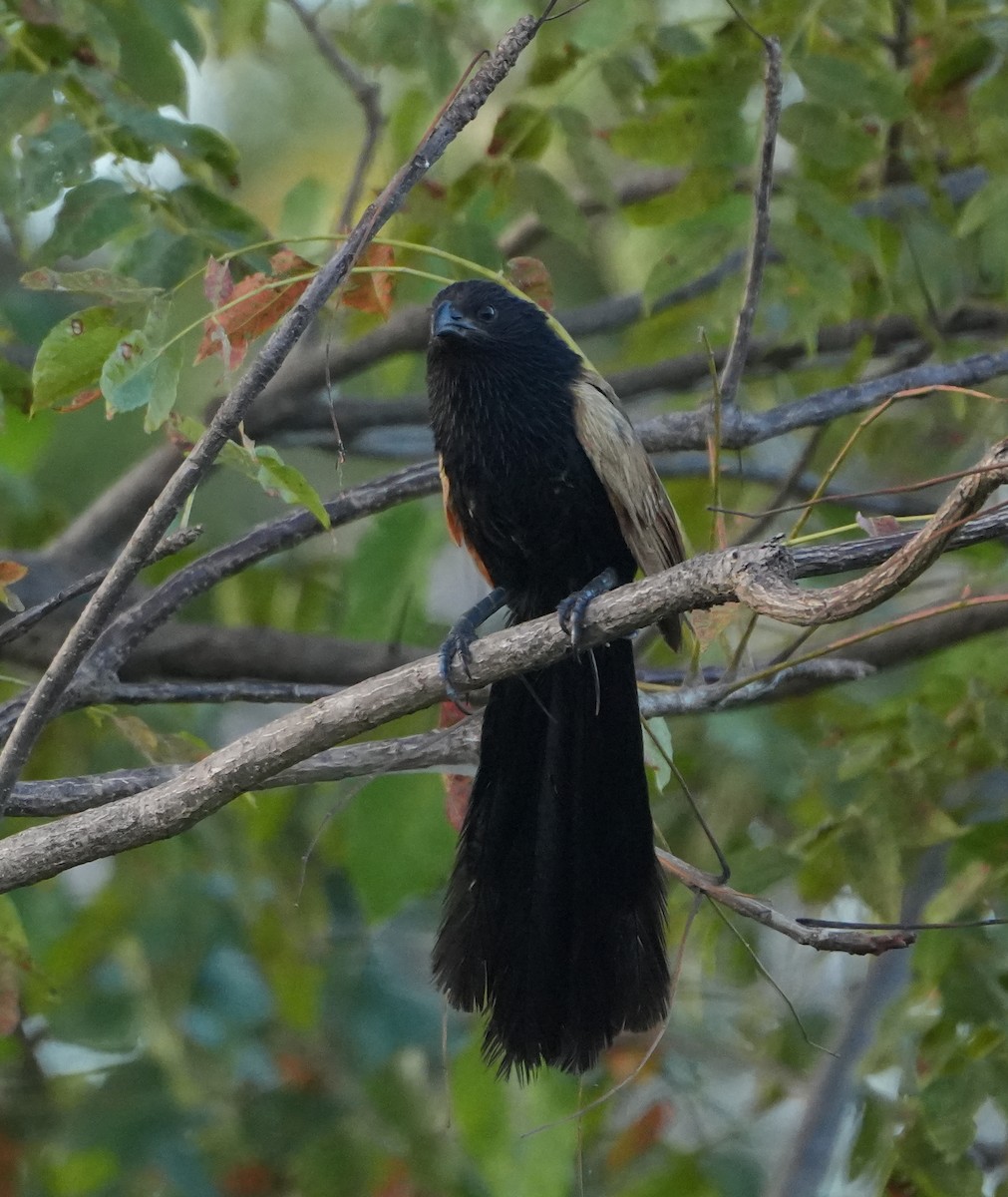 Lesser Coucal - Sandy Gayasih