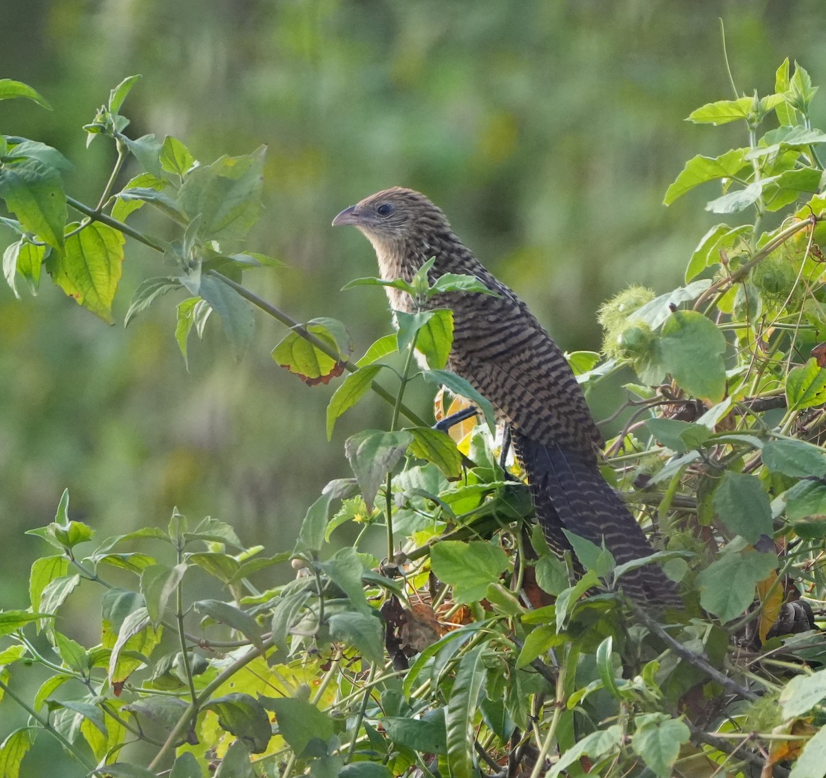 Lesser Coucal - Sandy Gayasih