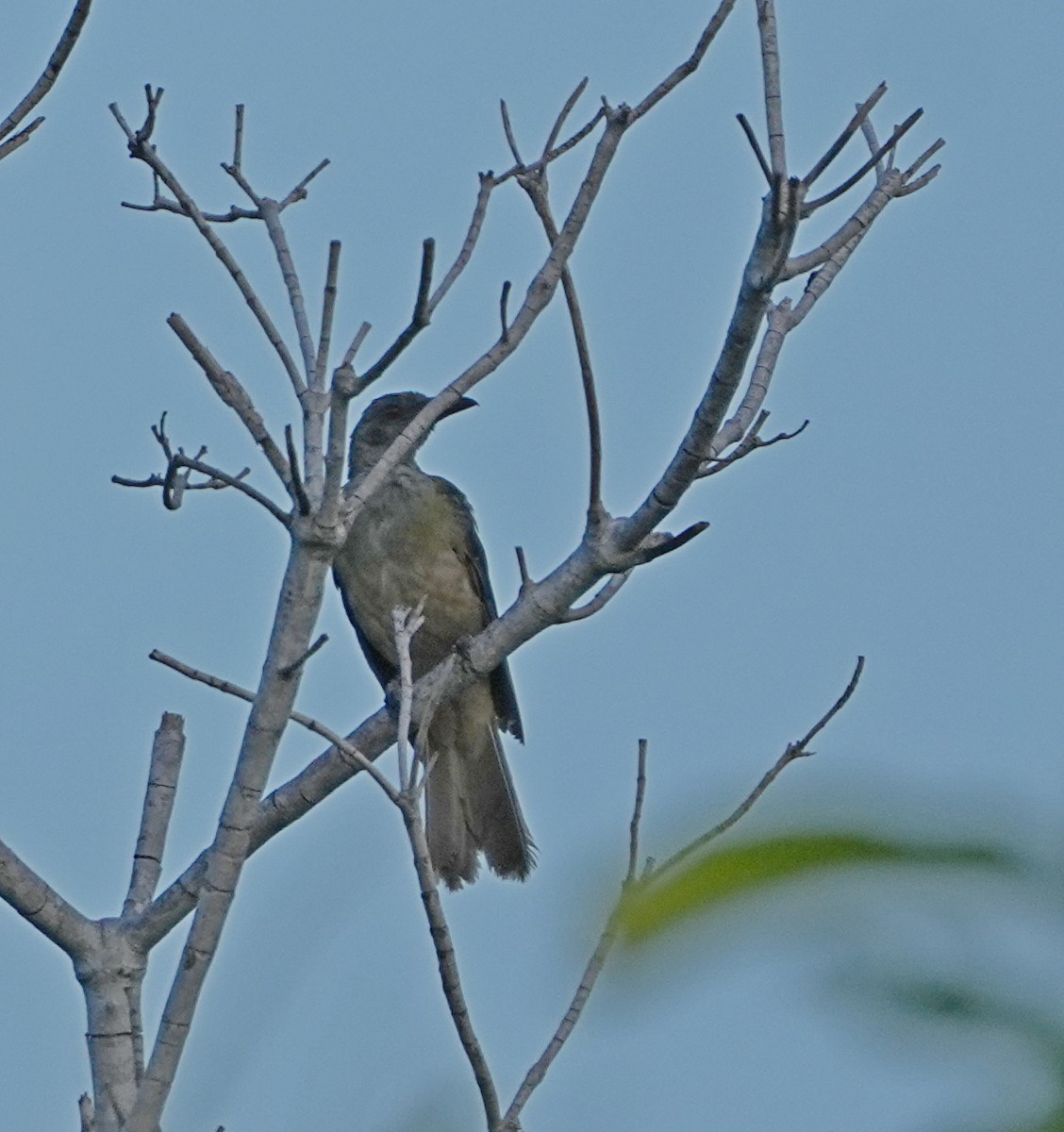 Timor Oriole - Sandy Gayasih