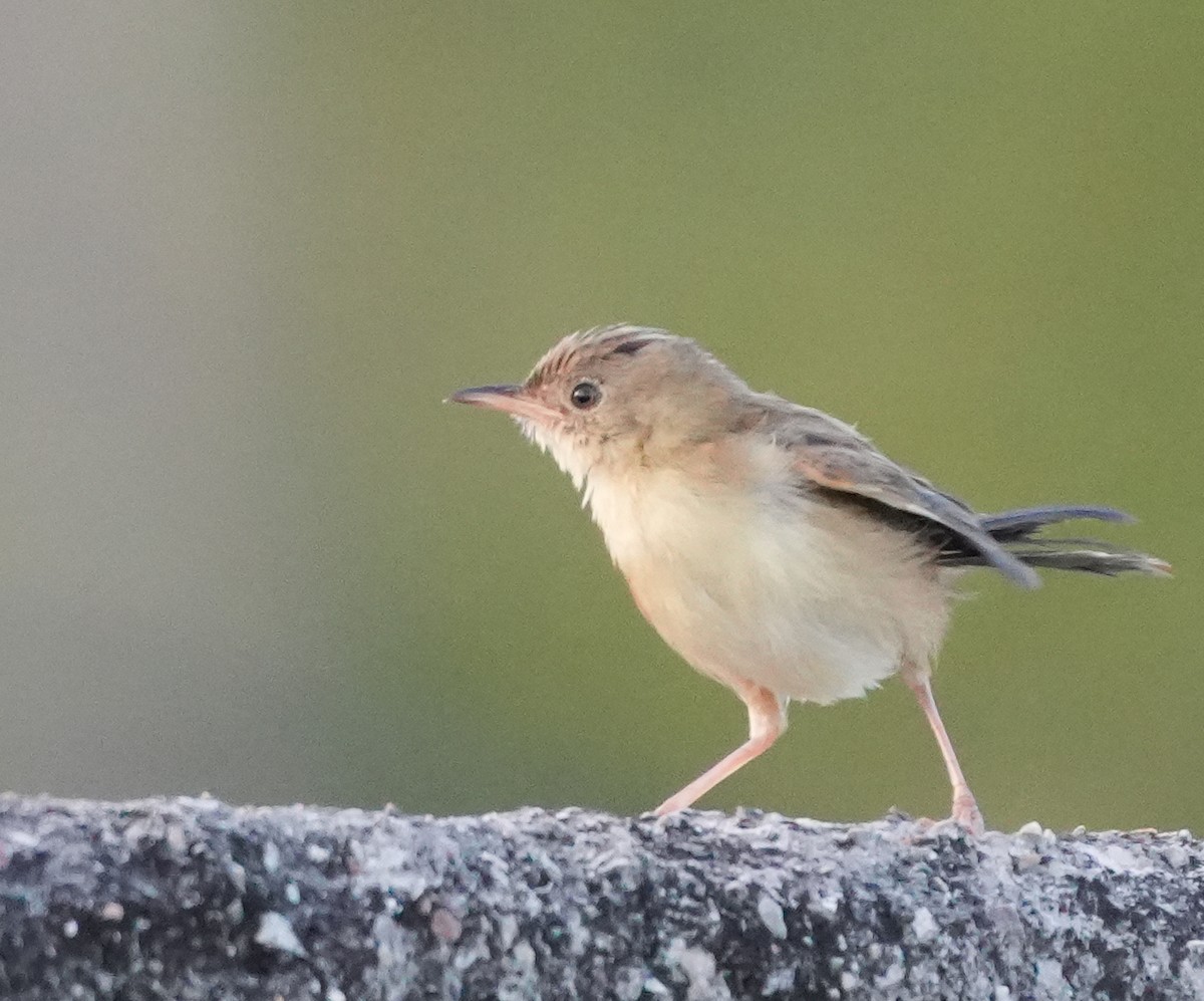 Golden-headed Cisticola - Sandy Gayasih