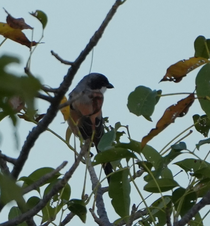 Long-tailed Shrike - Sandy Gayasih