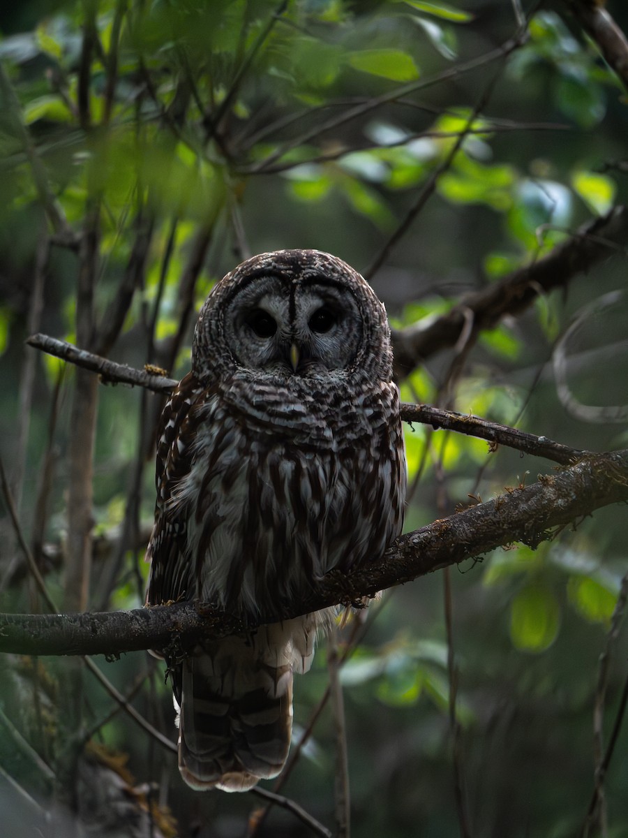 Barred Owl - varun tipnis