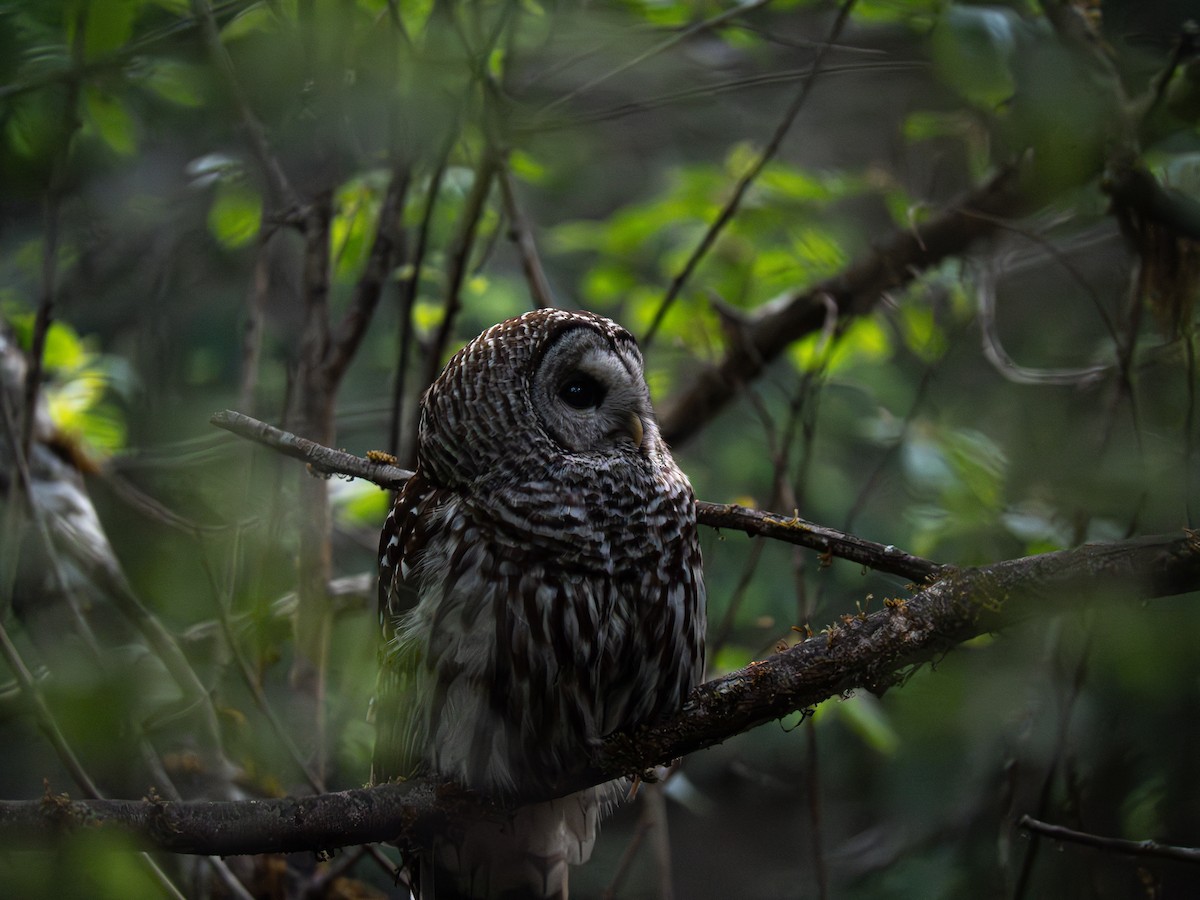 Barred Owl - varun tipnis