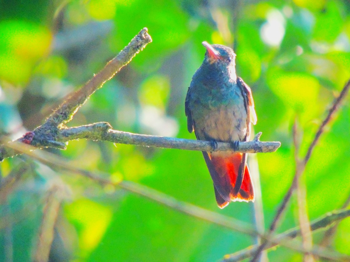 Rufous-tailed Hummingbird - Roger Lambert