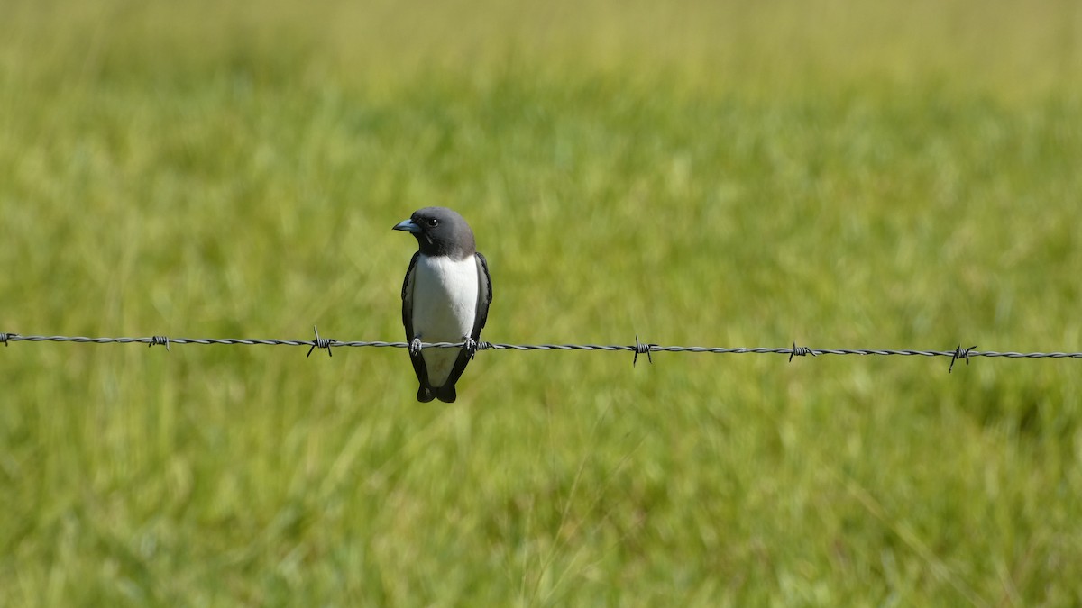 White-breasted Woodswallow - Morgan Pickering