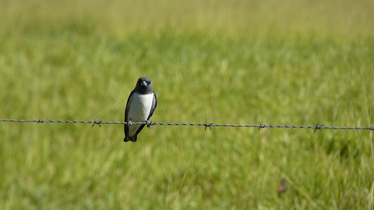 White-breasted Woodswallow - Morgan Pickering
