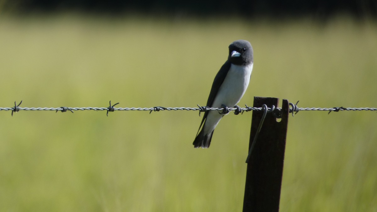 White-breasted Woodswallow - Morgan Pickering