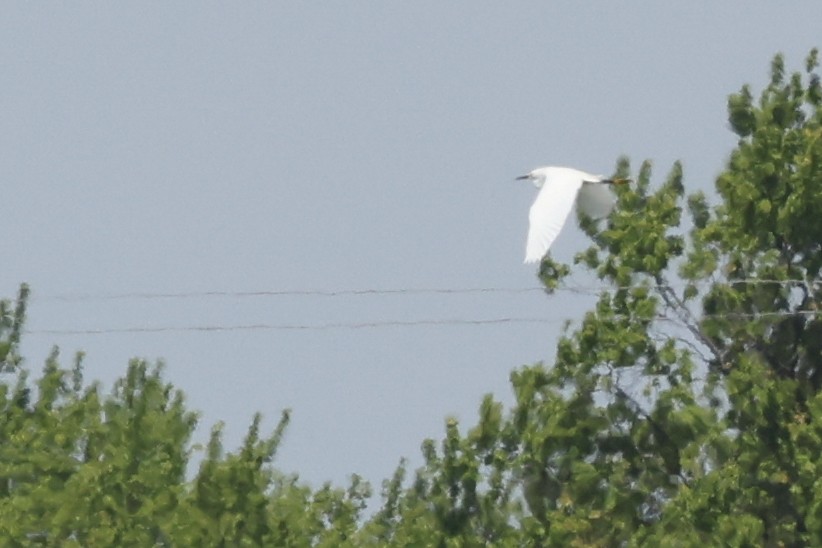 Snowy Egret - Nathan Goldberg