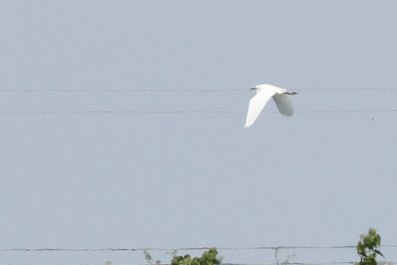 Snowy Egret - Nathan Goldberg