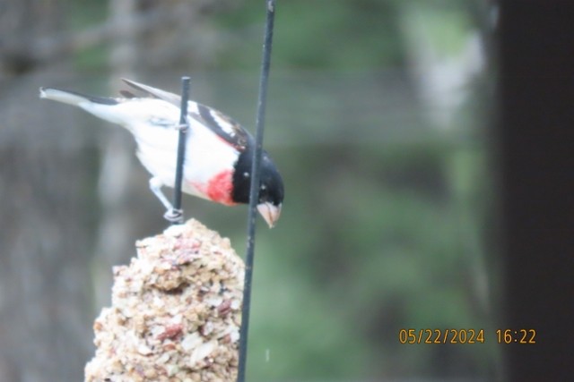 Rose-breasted Grosbeak - victor fesolowitz