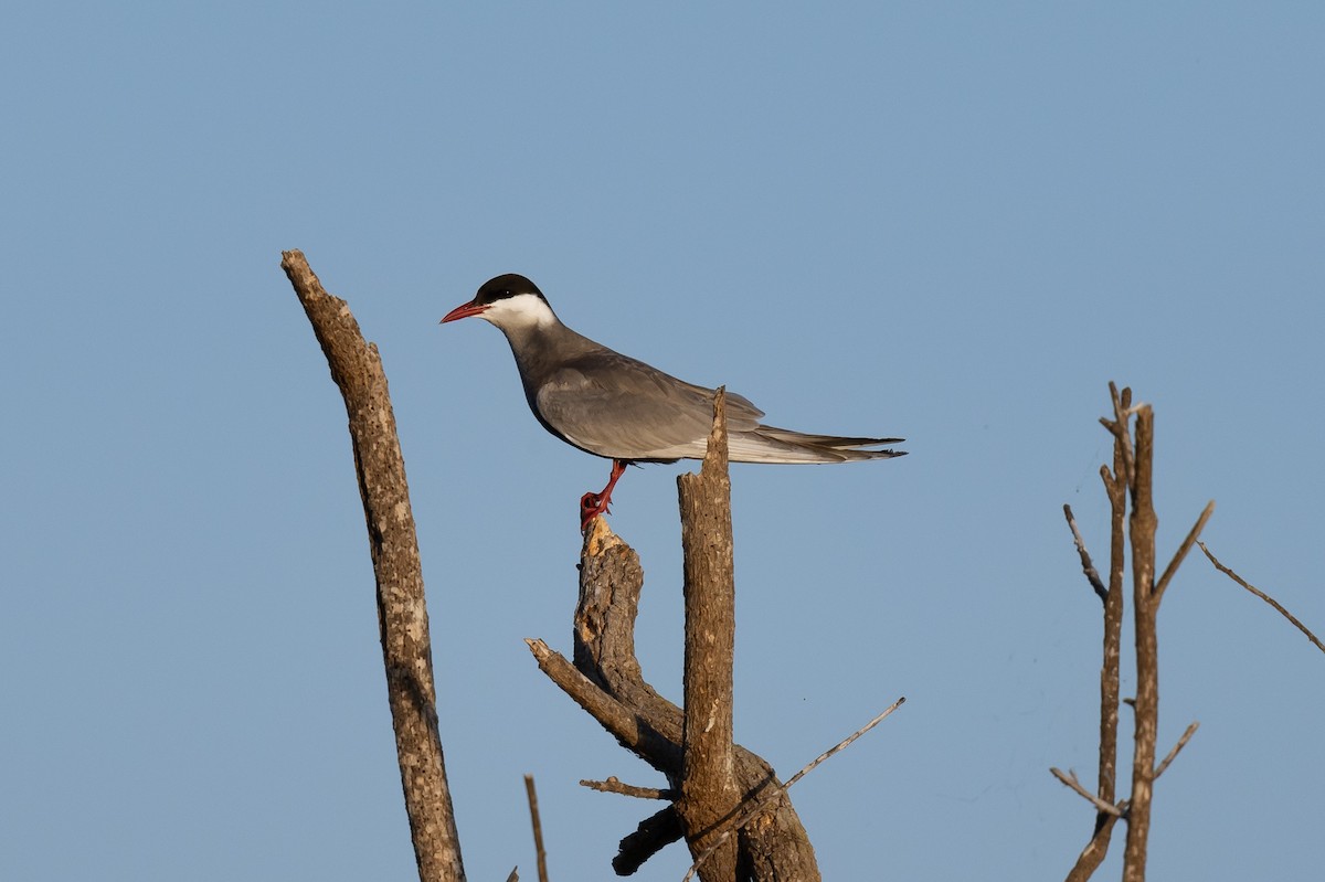 Whiskered Tern - GC spainbirdwatching.com