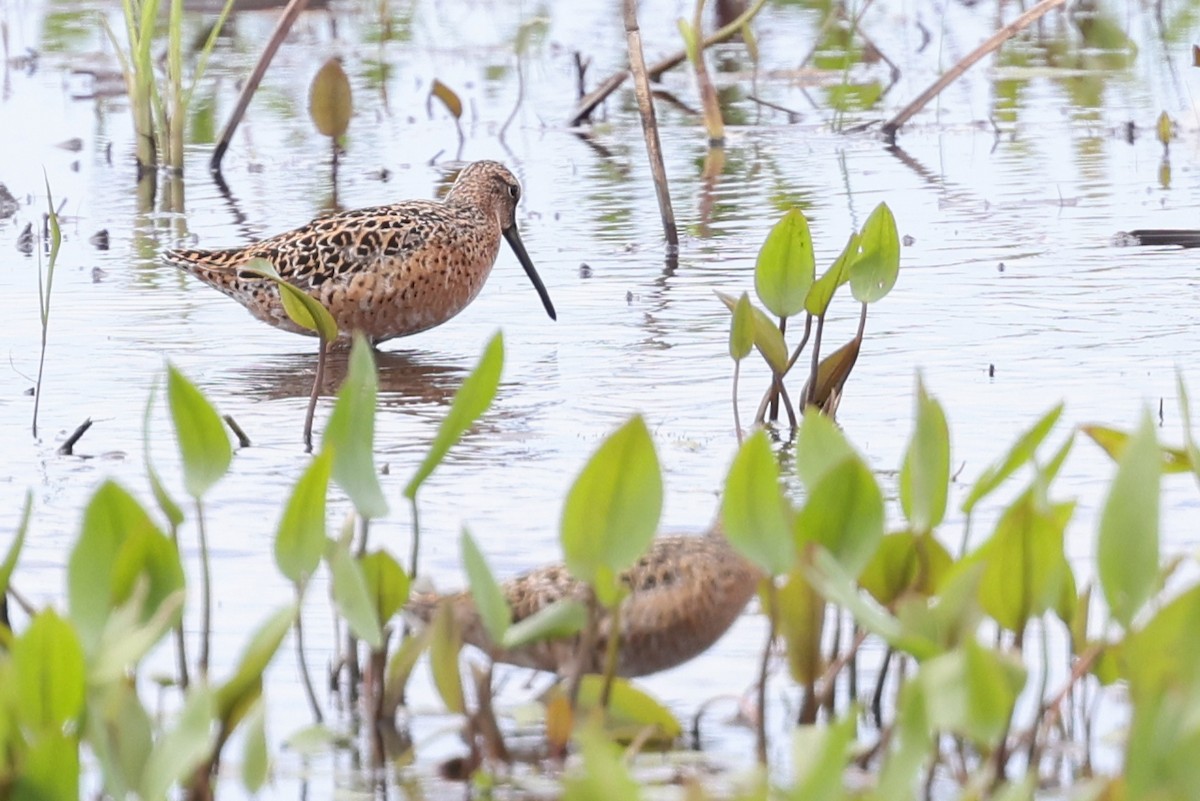 Short-billed Dowitcher - Nathan Goldberg