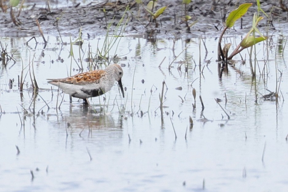 Dunlin - Nathan Goldberg